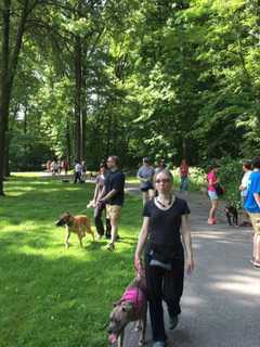 Paramus Pack Walk Helps Owners, Dogs Bond