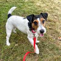 'Lost Pet Network' Helps Reunite Dog With Family In Wading River