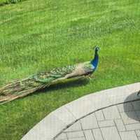 Peacock On The Lam In Central Mass; Police Searching For Its Owner