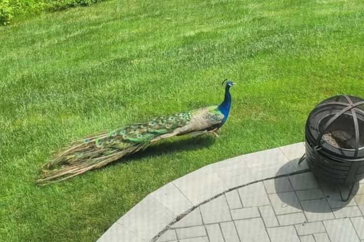 Peacock On The Lam In Central Mass; Police Searching For Its Owner