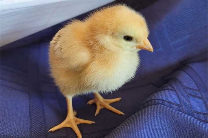 These Long Island Businesses Cited For Illegally Selling Baby Chicks