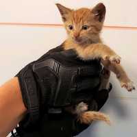 Skittish Kitten Rescued From Lincoln Tunnel Gets New Home