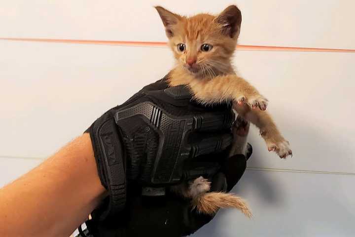 Skittish Kitten Rescued From Lincoln Tunnel Gets New Home