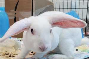 MSPCA, NEAS Waiving Adoption Fees For Rabbits, Guinea Pigs As Cages Fill Up