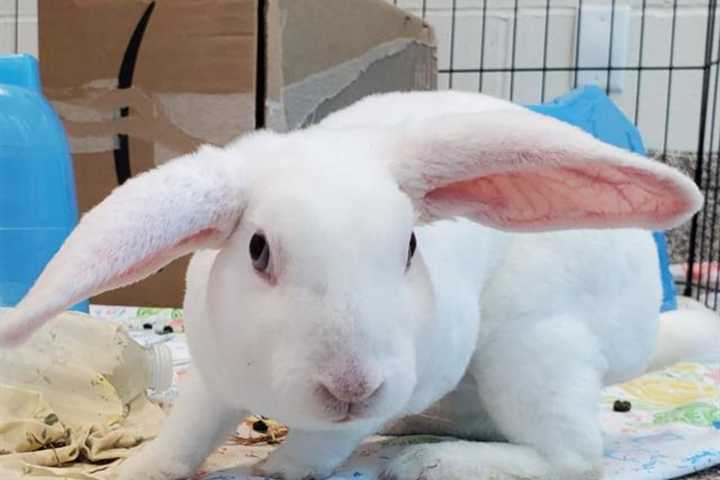 MSPCA, NEAS Waiving Adoption Fees For Rabbits, Guinea Pigs As Cages Fill Up