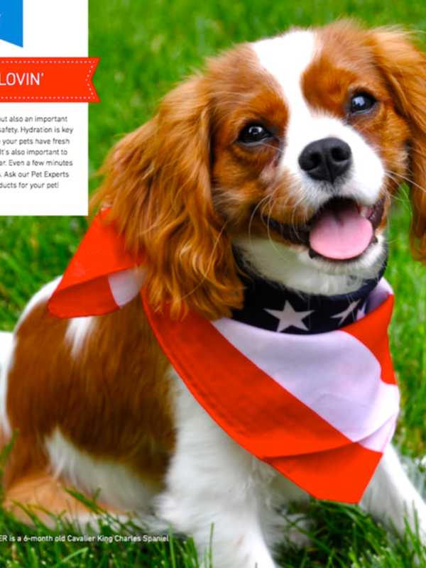 Look Who's 'Mr July:' Westchester Spaniel Earns Spot On Pet Valu Calendar