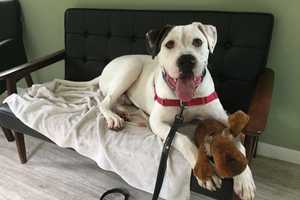 Petey Is SPCA Pet Of The Week