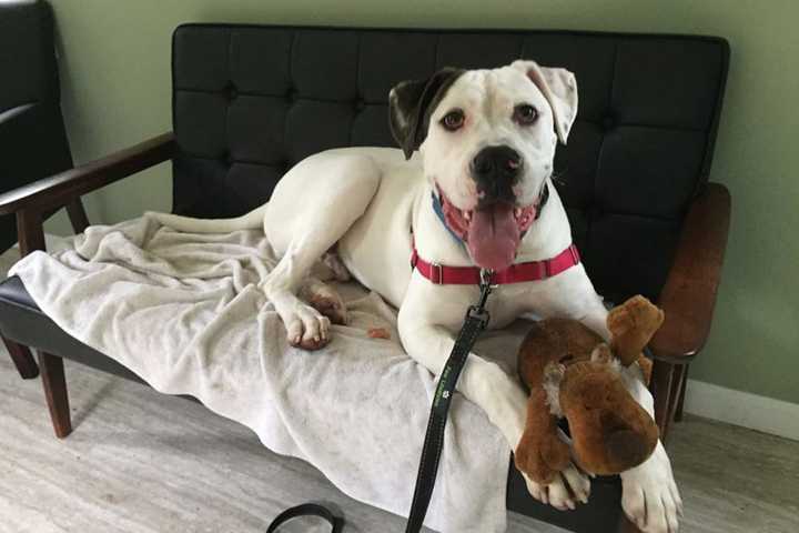 Petey Is SPCA Pet Of The Week