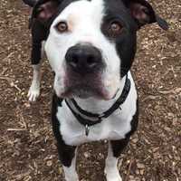 Petey Is SPCA Pet Of The Week