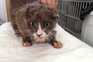 Shelters Seek Help After 21 Cats Rescued From Home