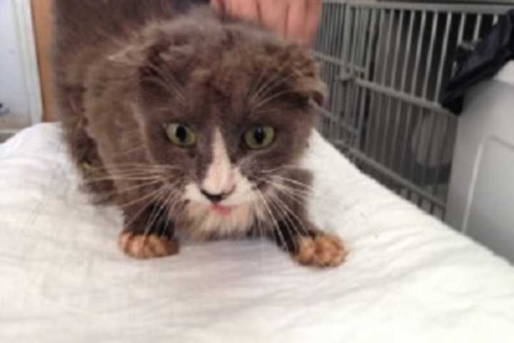 Shelters Seek Help After 21 Cats Rescued From Home