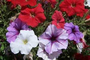 Seven Bridges PTA Sells Flowers, Plants To Fix Up School Garden