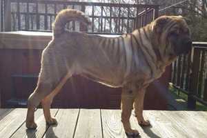 Dog Lost In Scarsdale, New Rochelle Area