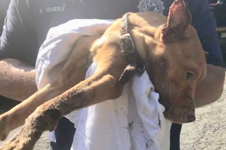 Dog Left To Die In Sweltering North Jersey Apartment