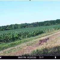 Reports Of Mountain Lion Sighting Prompt NY DEC Investigation