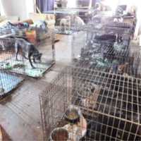 <p>A 59-year-old Connecticut woman was arrested on animal cruelty charges after police said numerous animals in her care were found suffering from neglect and poor living conditions.</p>