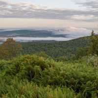 State Forest In Region Doubles In Size After New Acquisition, Officials Announce