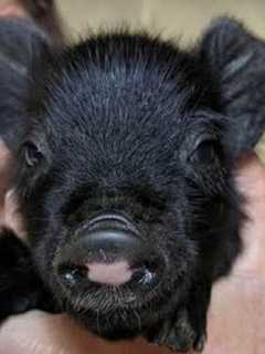 Pig-ture Perfect: Five Guinea Hog Piglets Born At CT Zoo