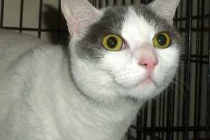 Putnam Humane Society's Labor Of Love Holds Reduced Fee Cat Adoption Event 