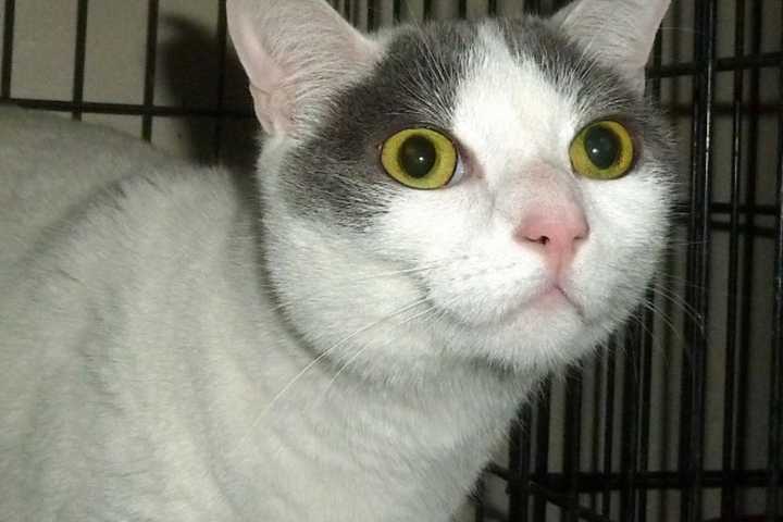 Putnam Humane Society's Labor Of Love Holds Reduced Fee Cat Adoption Event 
