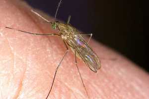 Mosquitoes In MA Test Positive For West Nile Virus; Here's How To Protect Yourself