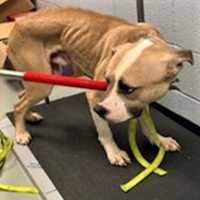 Maryland Man Convicted Of Torturing, Neglecting, Abusing Dogs