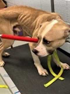 Yonkers Woman Accused Of Abusing, Neglecting, Starving Dog, SPCA Says