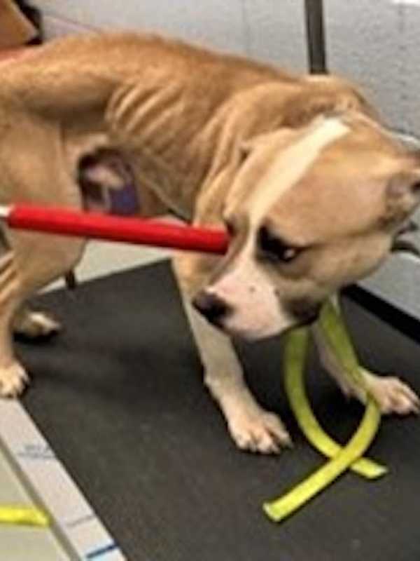 Yonkers Woman Accused Of Abusing, Neglecting, Starving Dog, SPCA Says