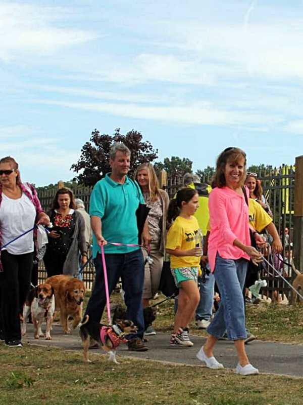 Hounds Are Coming To The Sound