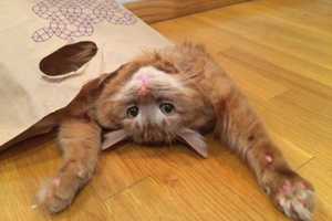 Posh Pets In Greenburgh Seeks Volunteers