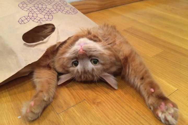 Posh Pets In Greenburgh Seeks Volunteers