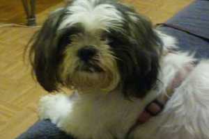 Poughkeepsie Owners Seek Their Lost Dog, Princess