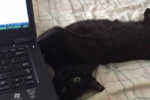 'Puma' Lighting Up New Family's Life, Putnam Humane Society Says
