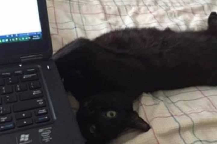 'Puma' Lighting Up New Family's Life, Putnam Humane Society Says