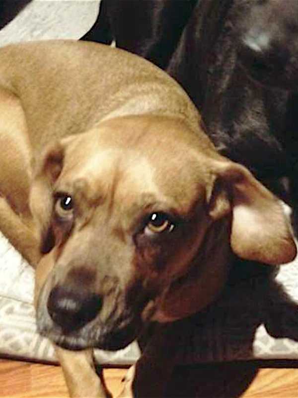 Help Find Mohegan Lake Lost Dog's Owner