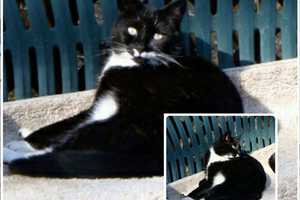 Owners Looking For Missing Mahopac Cat