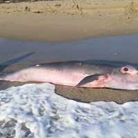 Body Of Rare Pygmy Sperm Whale That Went Missing From Fairfield County Beach Found