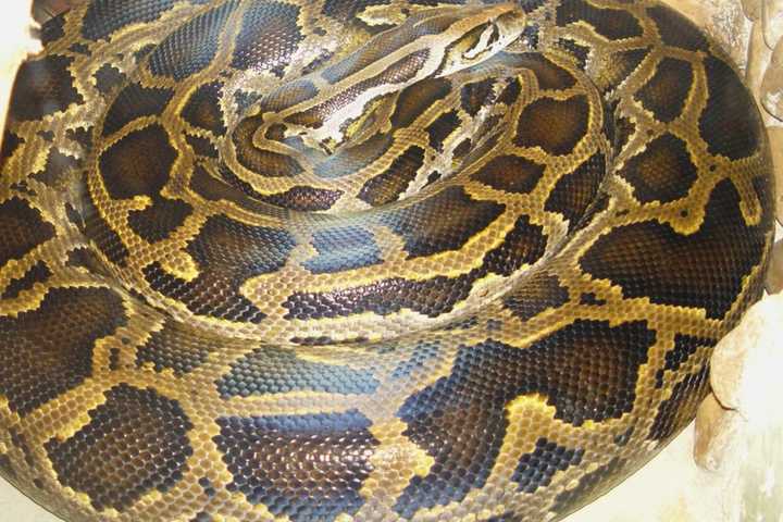 8-Foot Snake Found Outside Long Island Home