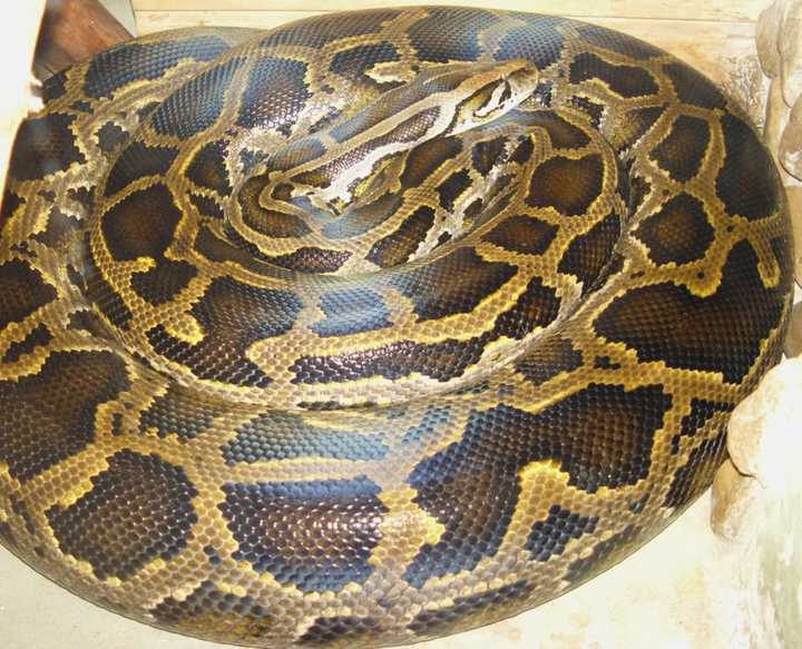 A Long Island resident found a Burmise python (not pictured) outside her Deer Park home.