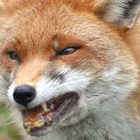 Rabid Fox: Central Mass Police Warn Residents To Keep Kids, Pets Inside