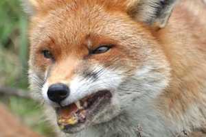 Rabid Fox: Leicester Police Warn Residents To Keep Kids, Pets Inside