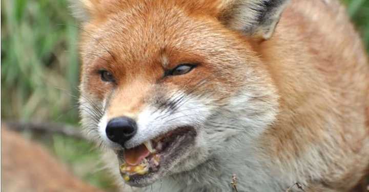 Leicester police have asked residents of Bottomley Avenue and Brown Street to keep their kids and pets indoors as they hunt down a rabid fox.