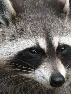 Rabid Raccoon Discovery Prompts Clarkstown Health Warning