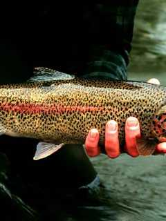New Jersey Trout Season On The Horizon