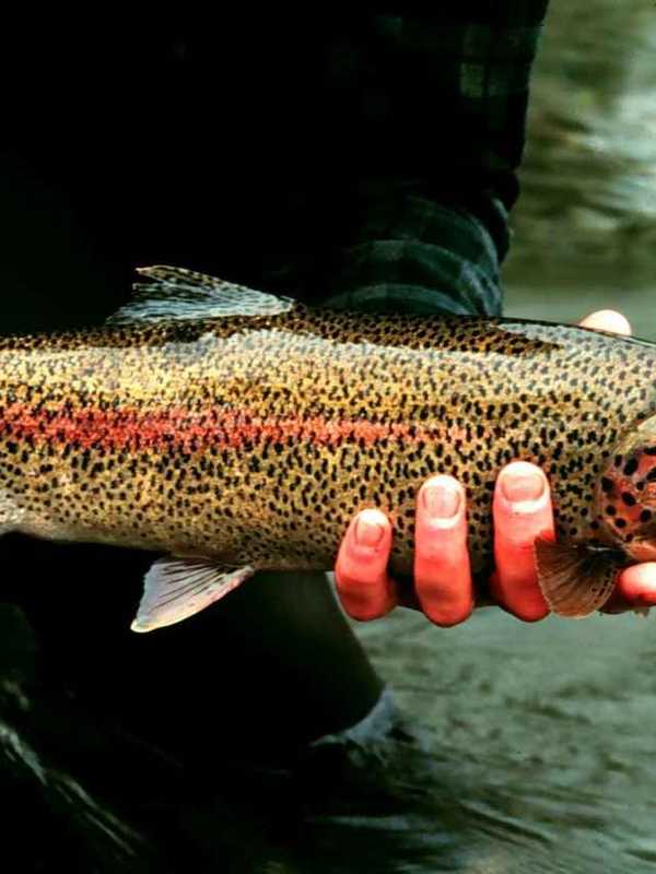 New Jersey Trout Season On The Horizon