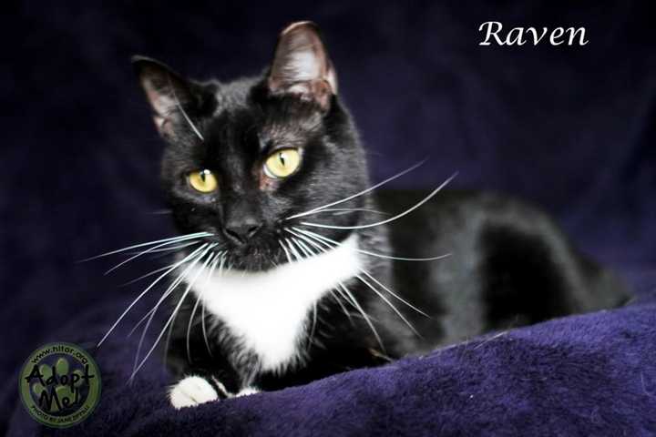 Meet Raven, Hi Tor Pet Of The Week