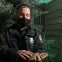 Woman Finds Large Bearded Dragon Lizard Under Garbage Can On Long Island
