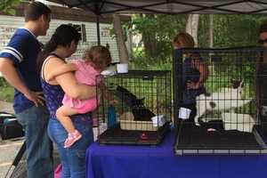 Adopt A Critter At Ringwood Craft Fair