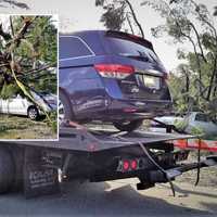 PHOTOS: Huge Tree Falls At Crestwood Lake, Damaging 4 Cars, In Area Where Children Play