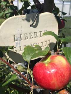 Cedar Heights Orchard In Rhinebeck Begins Apple Picking